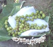 Traditional healing methods with special reference to Manipur #2 :: Article