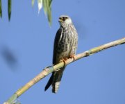 The incredible and mysterious journey of Amur falcon (Falco amurensis) #1 :: Article