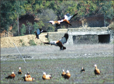 Migratory birds find a safe haven at Tangjeng village 