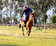  17th Ningthoukhongjam Tombi State Equestrian Championships at Lamphelpat on January 28 2024 #2 : Gallery 