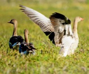  The Waterbirds of Loktak Lake: A Fragile Symphony of Nature 