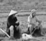 Kuki militants on the offensive, farmer shot, hurt
