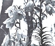  Colonial Knowledge Production in North-east India #6 :  Francis Kingdon-Ward (1885-1958) 