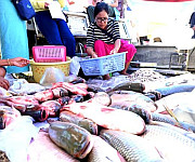  Ningol Chakkouba : Annual Fish Fair at Hapta Kangjeibung on 22nd October 2025 #1 :: Gallery 