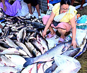  Ningol Chakkouba : Annual Fish Fair at Hapta Kangjeibung on 22nd October 2025 #2 :: Gallery 
