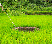  Khaichum as an Agro-Ecological System: Indigenous Knowledge & Integrated Farming in Ukhrul 