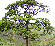  The Lament of a Silent Tree : A Story from Hijan Hirao at Lai Haraoba 