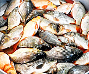  Seasonal Vegetable & Fish at Khwairamband Ima Keithel on 16th September 2025 #3 :: Gallery 