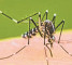 CCpur emerges as Dengue hotspot