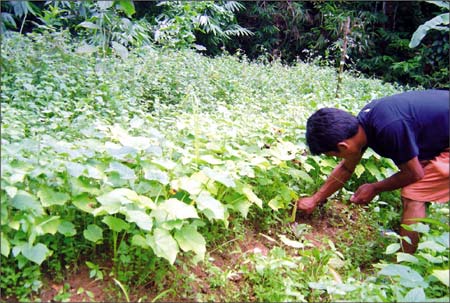 A farmer of H Mongjang village in Chandel district  